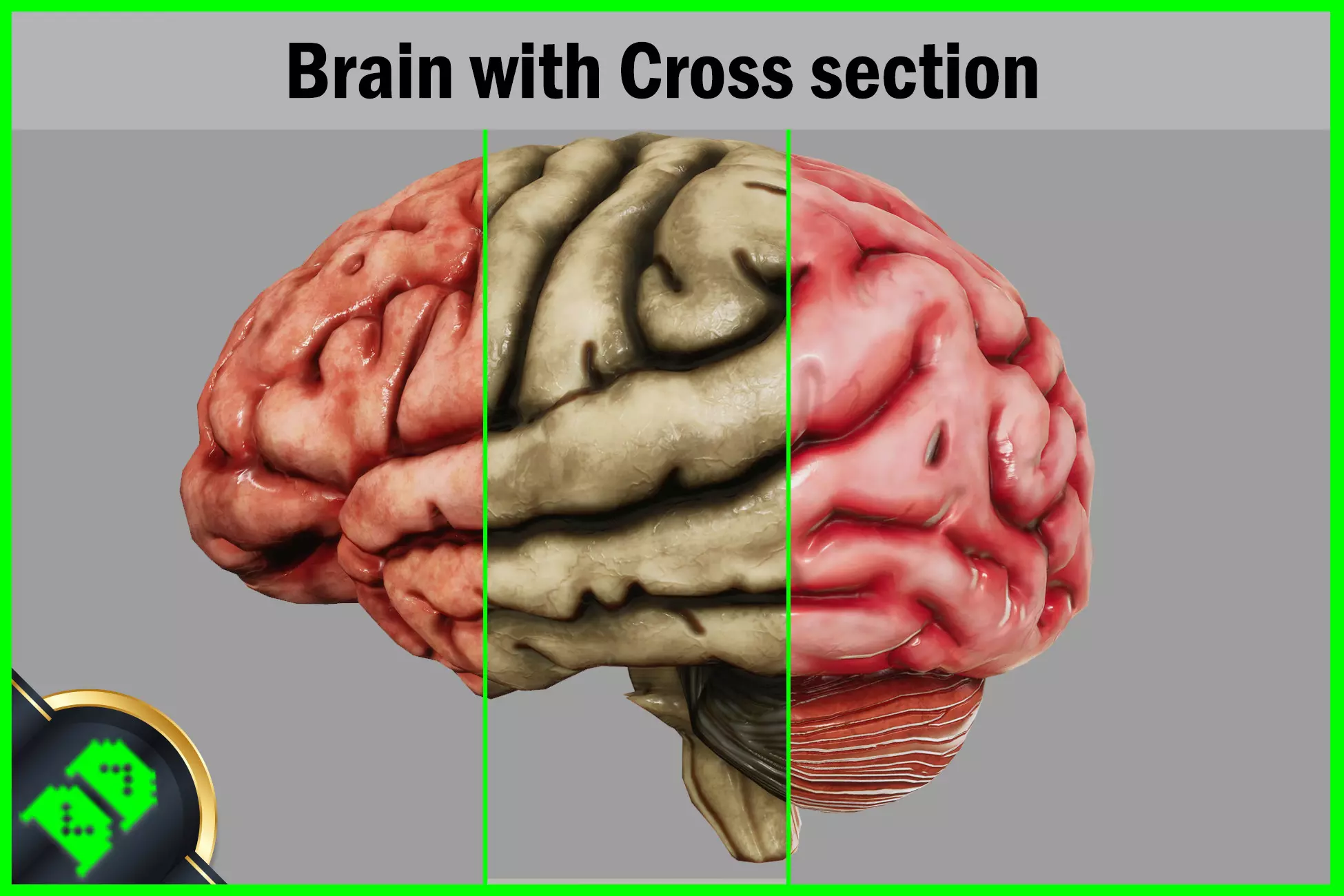 Human Brain with Cross section Low-poly 3D model_0