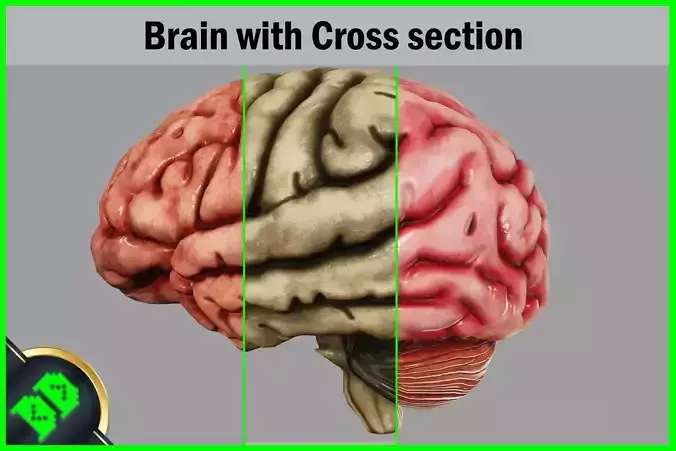 Human Brain with Cross section Low-poly 3D model Human Brain with Cross section Low-poly 3D model