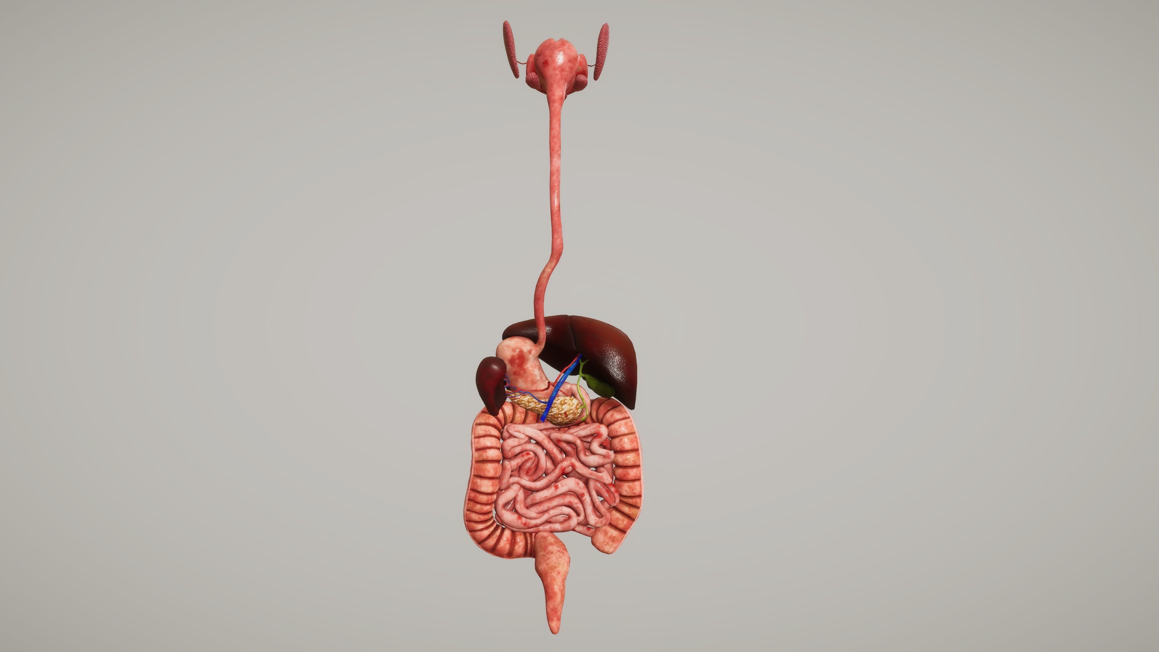 Human Digestive System Low-poly 3D model_2