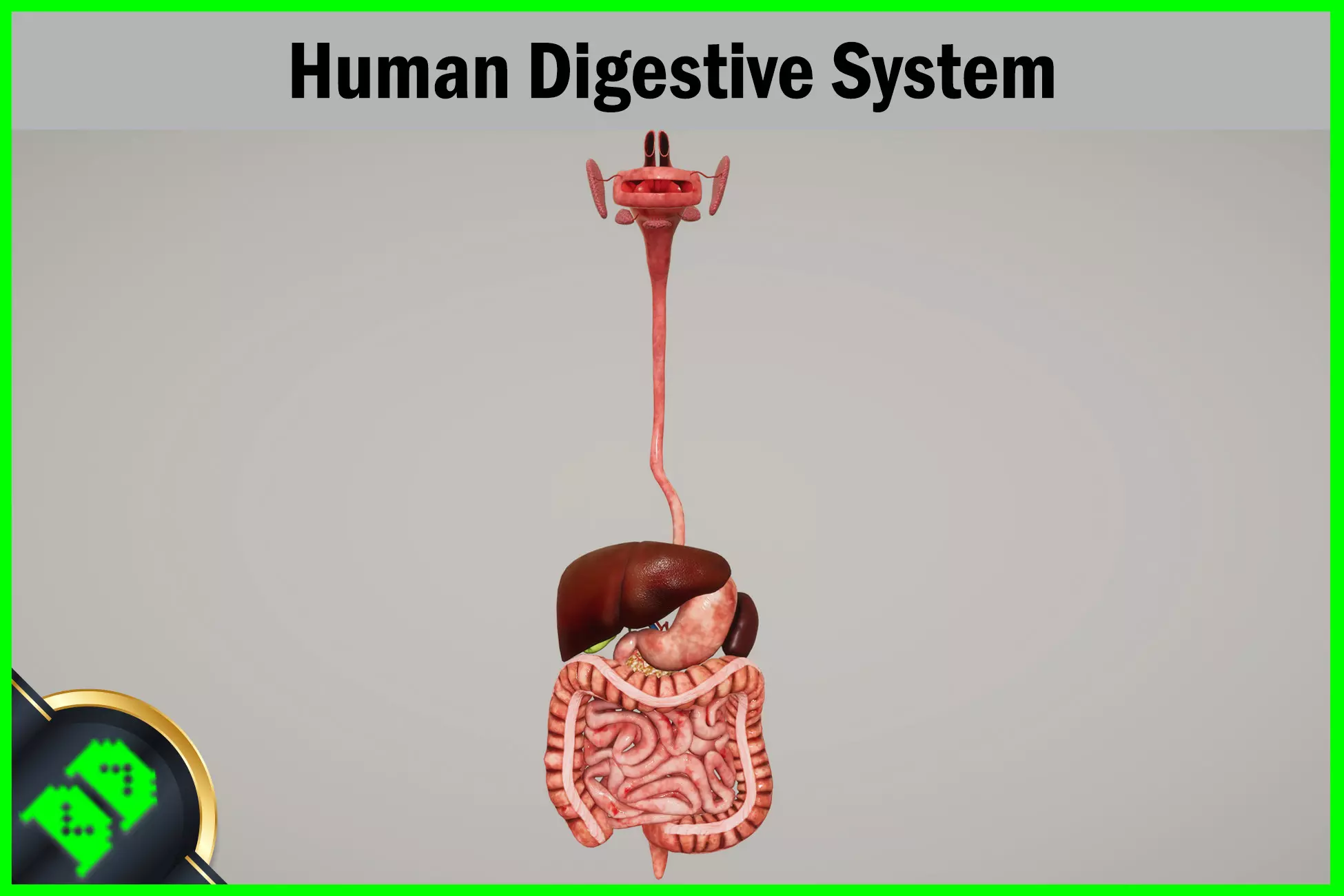Human Digestive System Low-poly 3D model_0