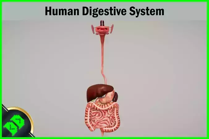 Human Digestive System Low-poly 3D model