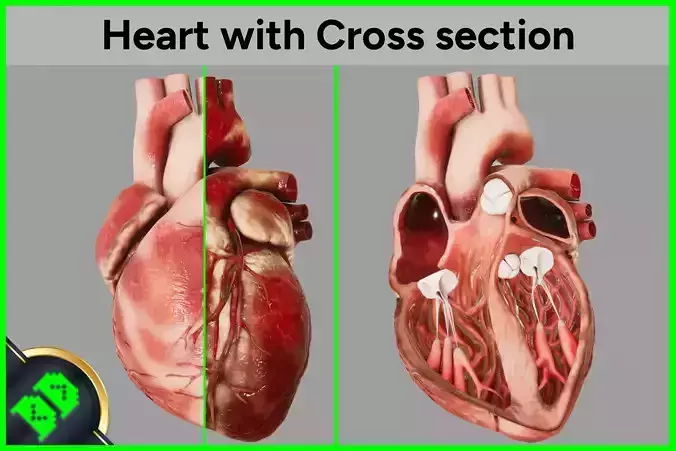 Human Heart with Cross section Low-poly 3D model