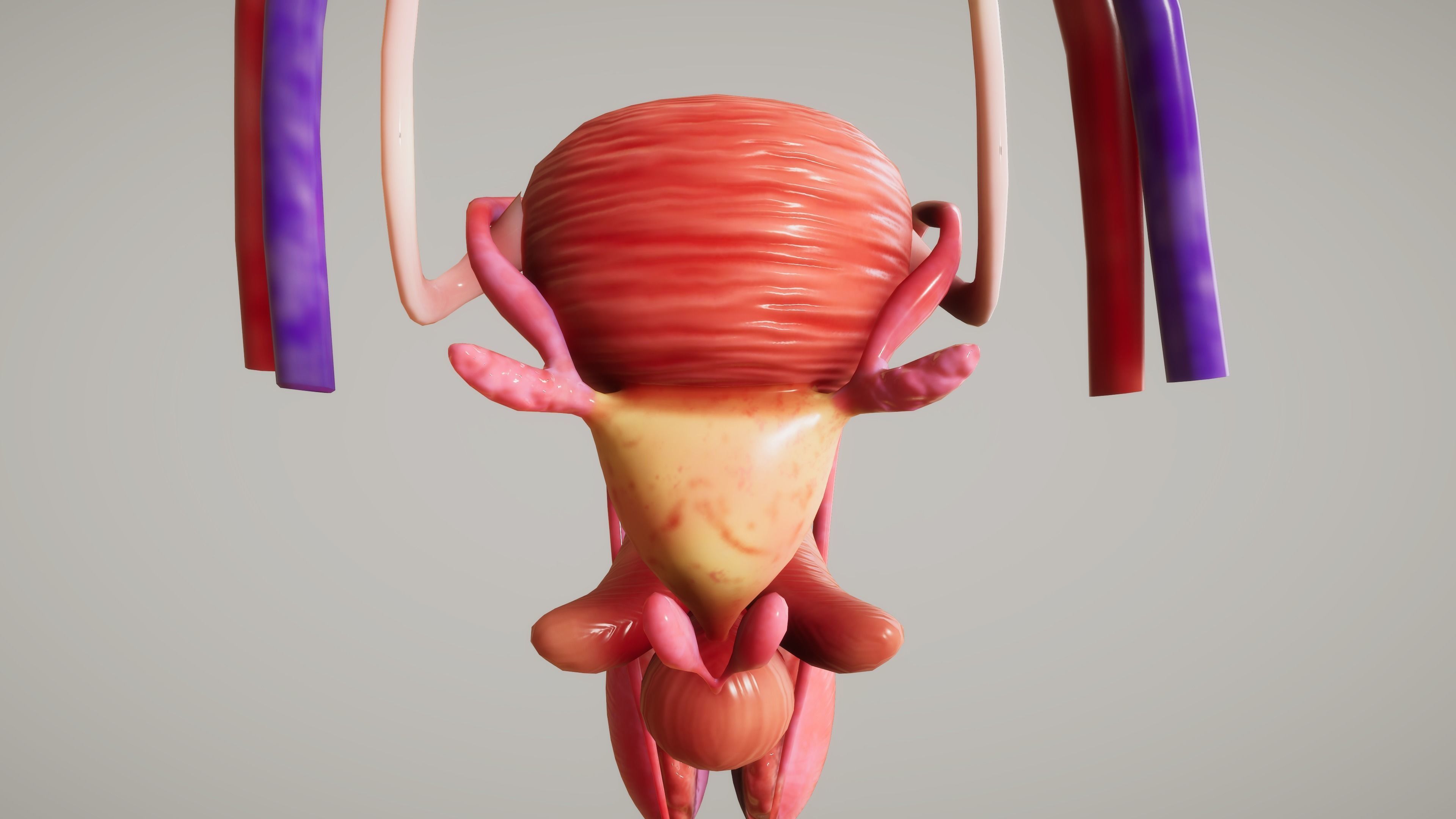 Human Kidney Low-poly 3D model_2