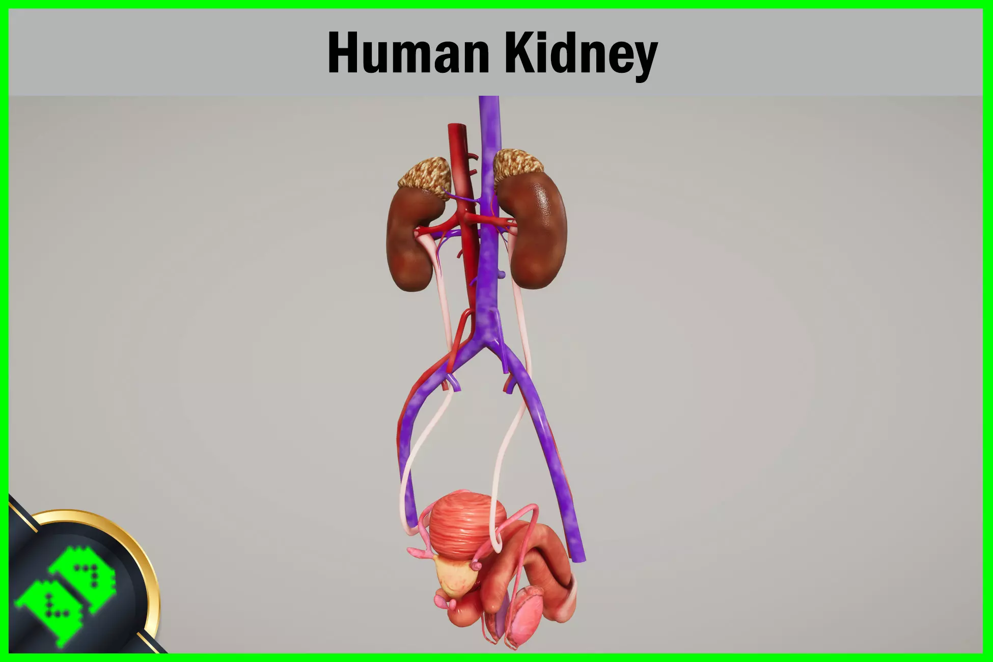 Human Kidney Low-poly 3D model_0