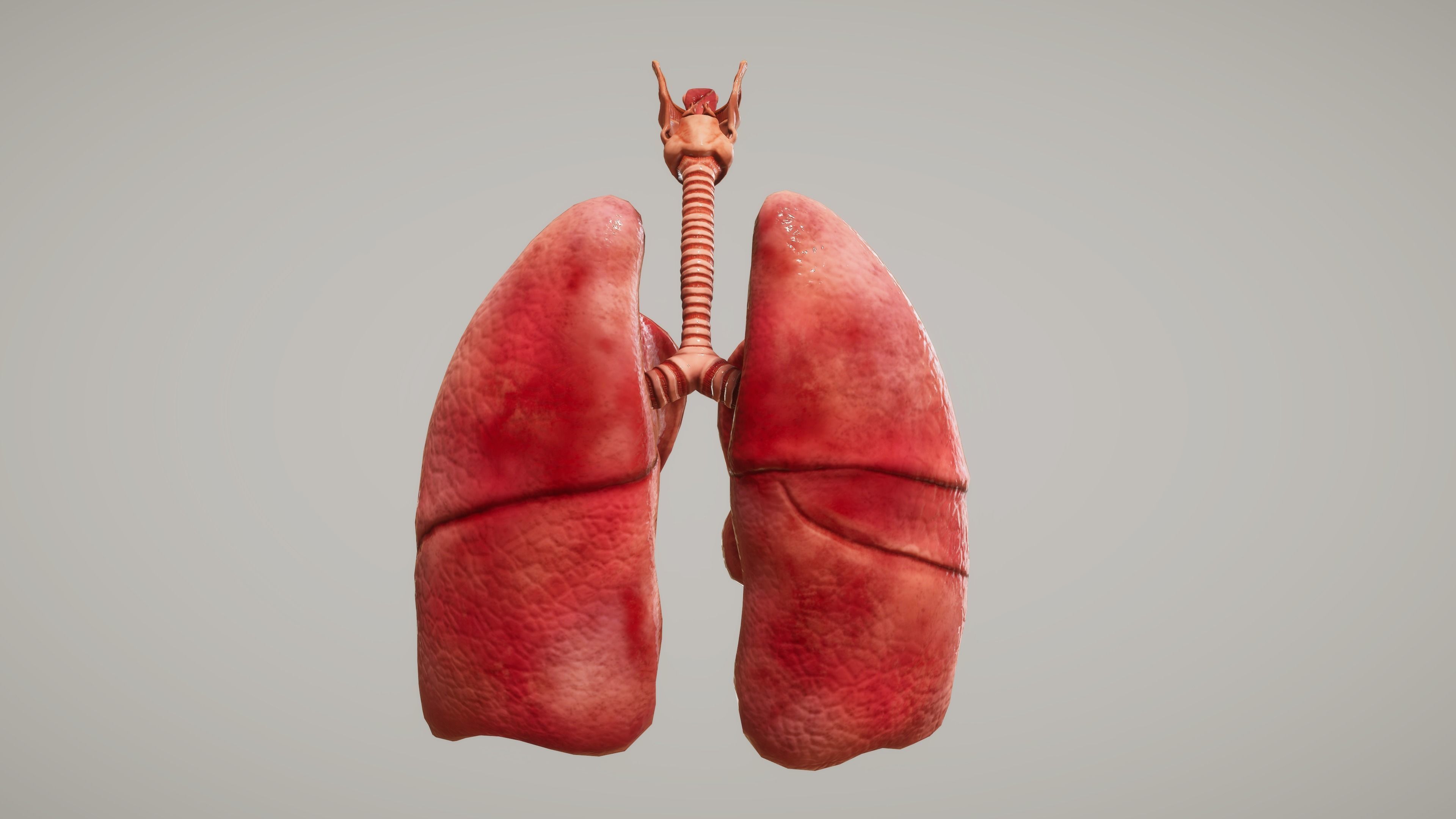 Human Lungs Low-poly 3D model_1