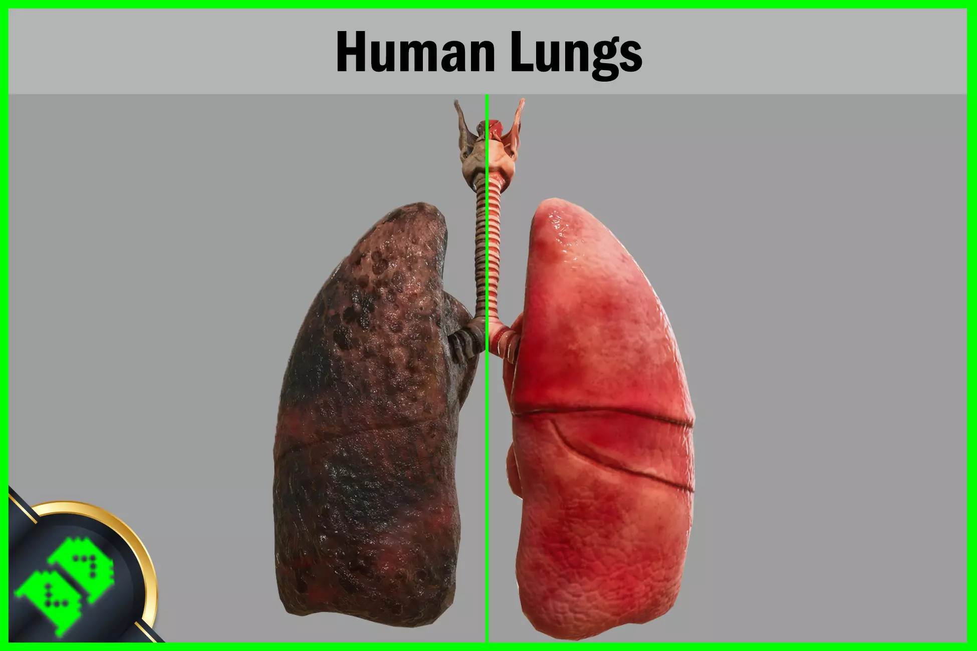 Human Lungs Low-poly 3D model_0