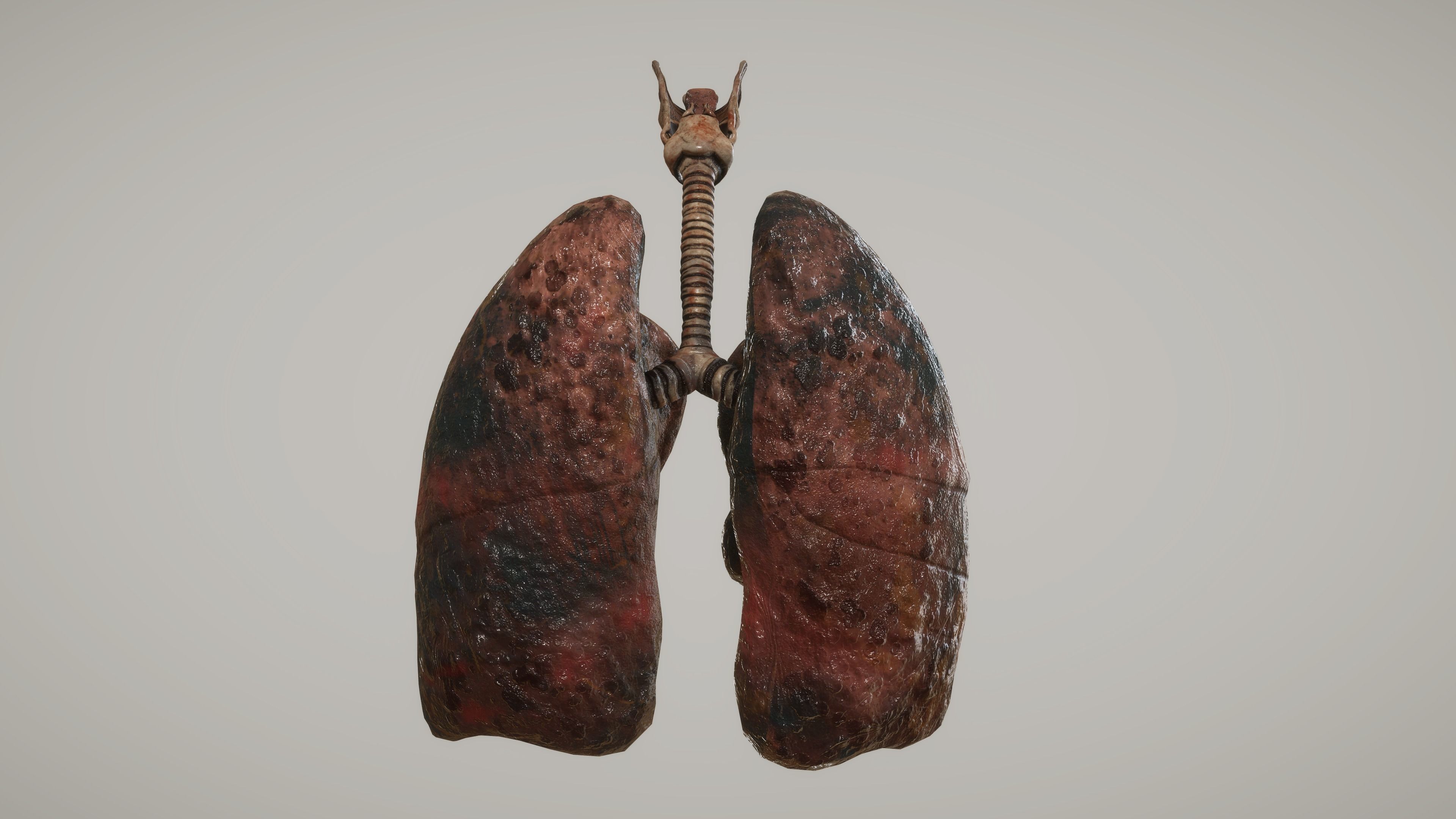 Human Lungs Low-poly 3D model_4