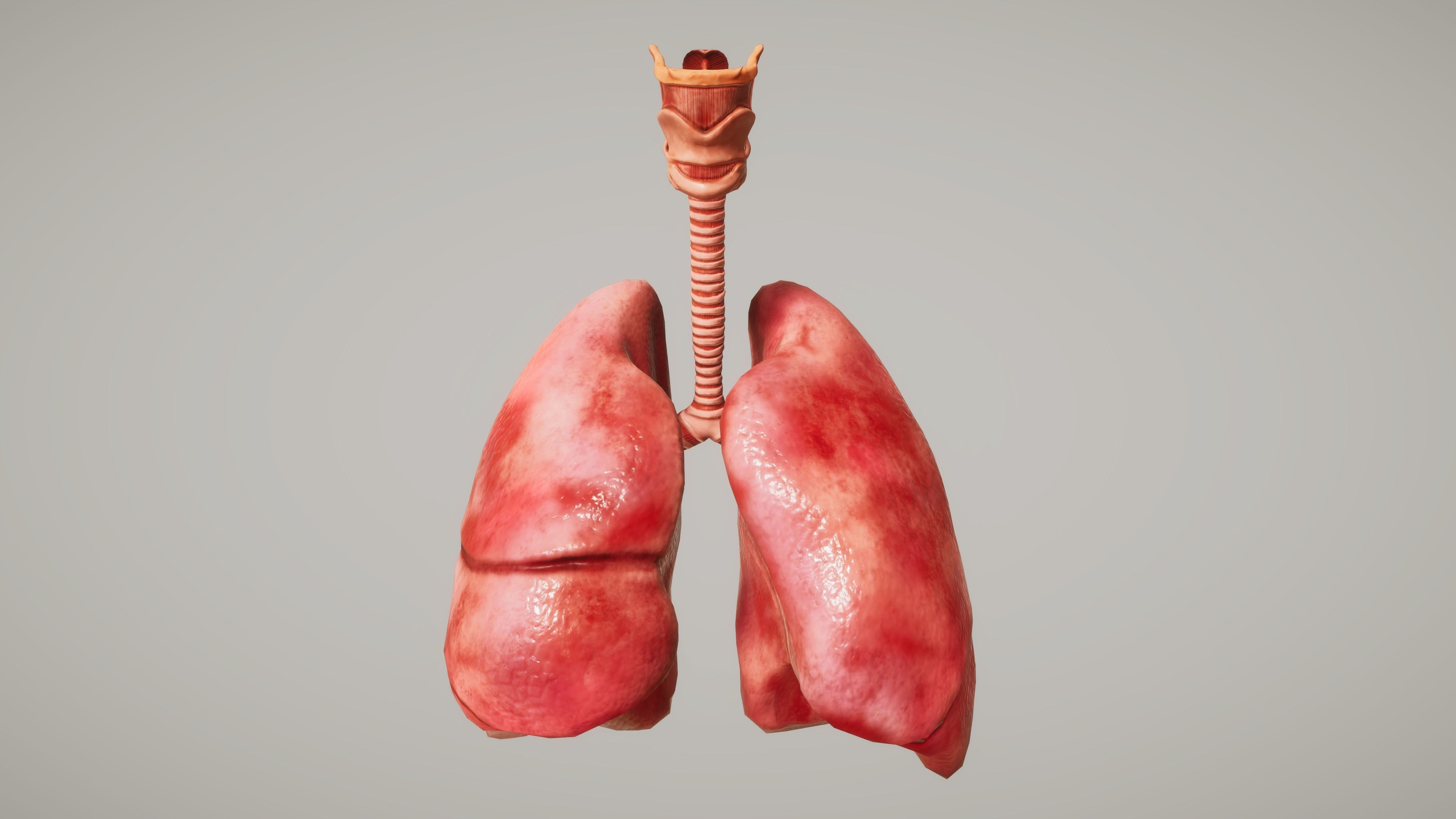 Human Lungs Low-poly 3D model_2