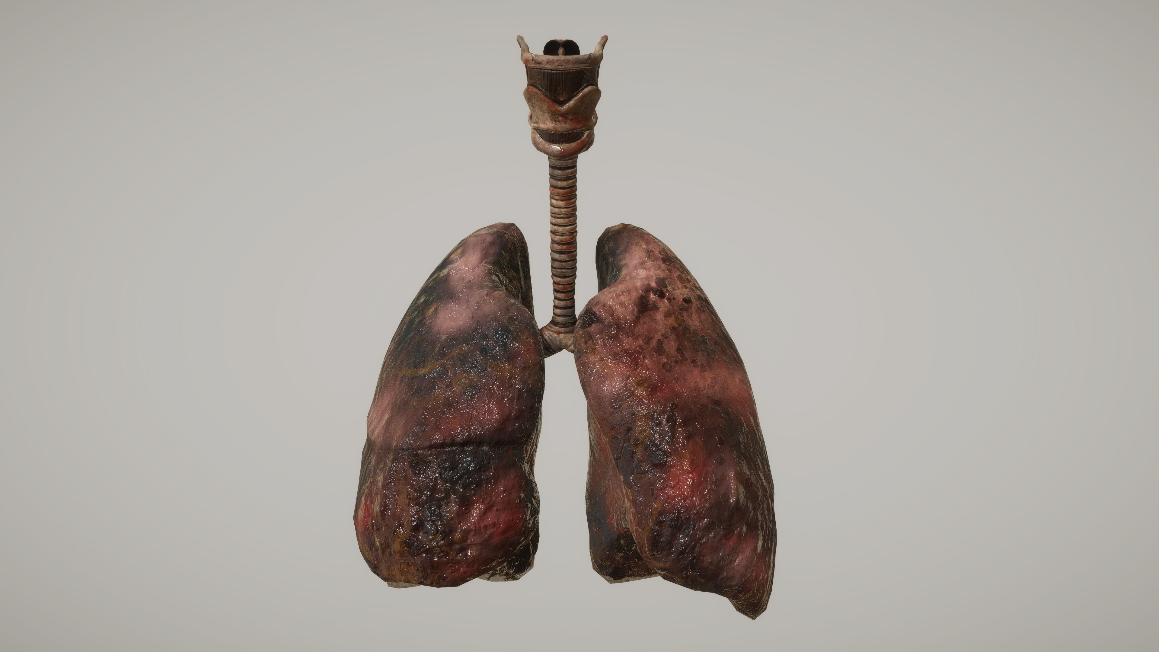 Human Lungs Low-poly 3D model_3