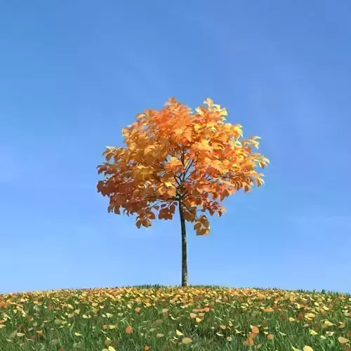 Tree Oak Landscape Grass Leaves Fall Young Tree