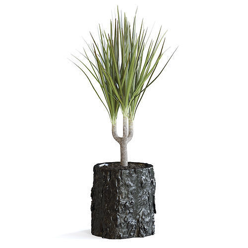 Dracena Plant 3D model