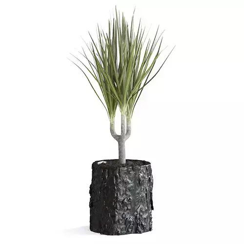 Dracena Plant 3D model