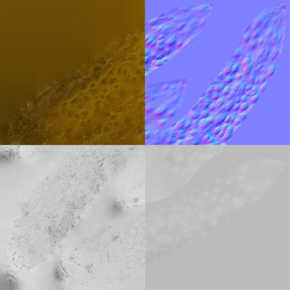 Cucumber 3D model_11