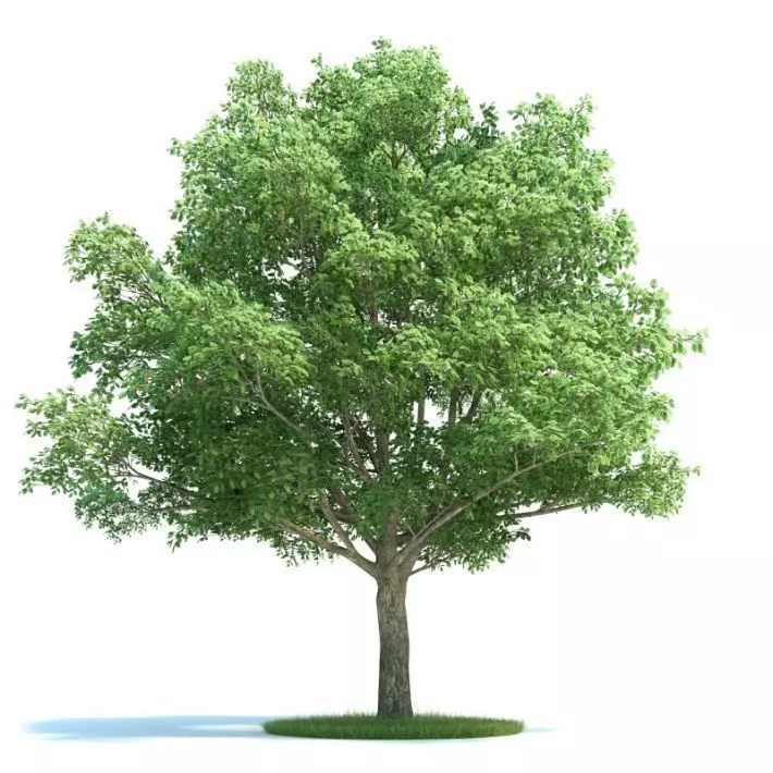 Beautiful Full Tree Ready To Be Used In Your Scene 3D model_0