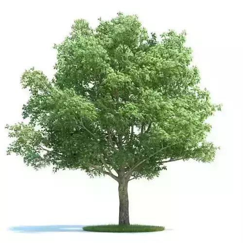 Beautiful Full Tree Ready To Be Used In Your Scene 3D model Beautiful Full Tree Ready To Be Used In Your Scene 3D model