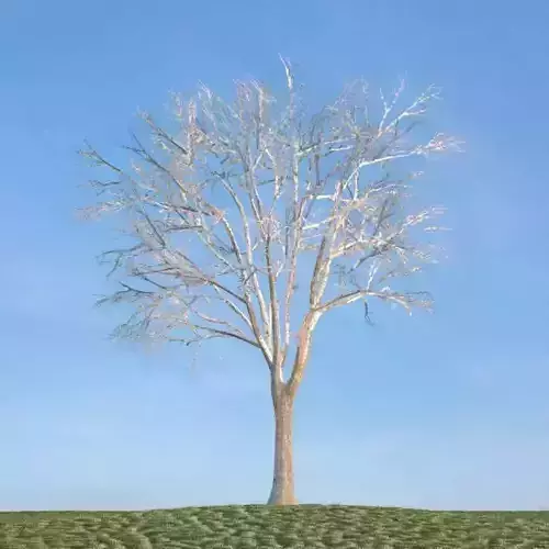 Leafless Oak Tree 3D model