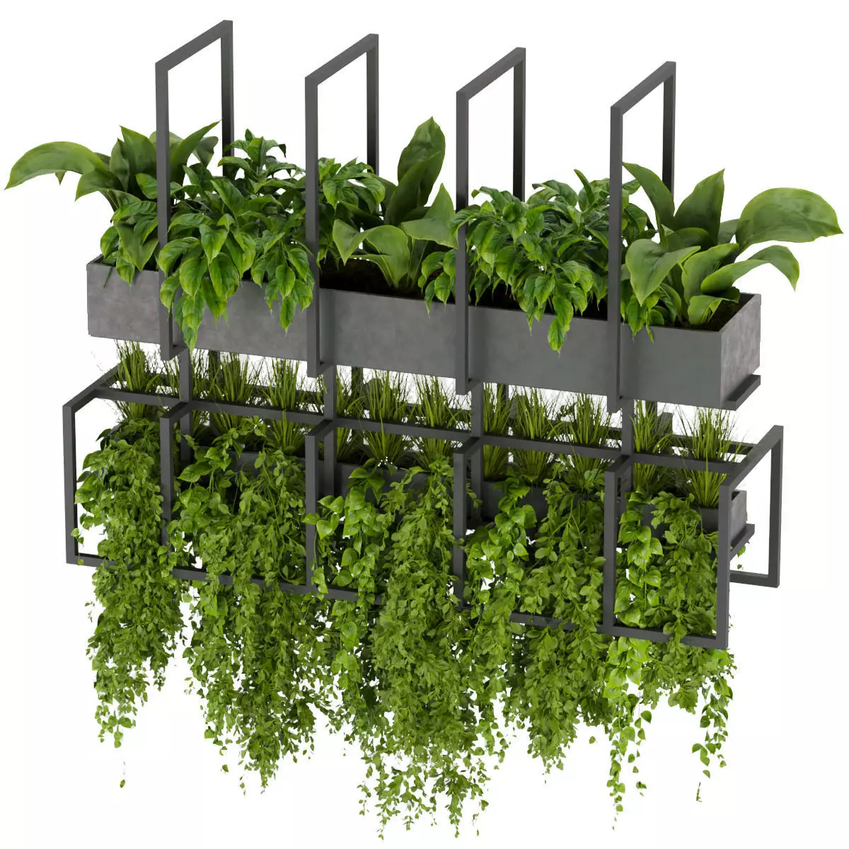 Collection plant vol 311- Indoor - ampelous - hanging 3D model