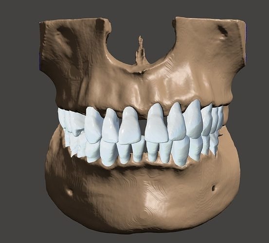 Maxillary and Mandibular dental models natural anatomical teeth 3D print model