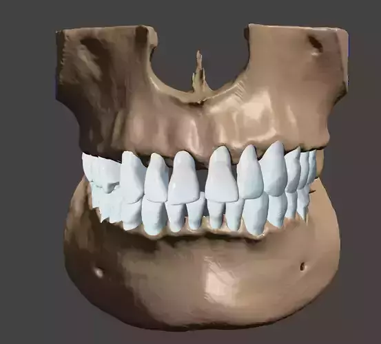 Maxillary and Mandibular dental models natural anatomical teeth 3D print model