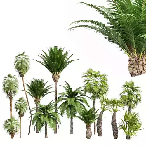Mexican Fan Palm Canary Island Date Sabal Cabbage14 trees 3D model