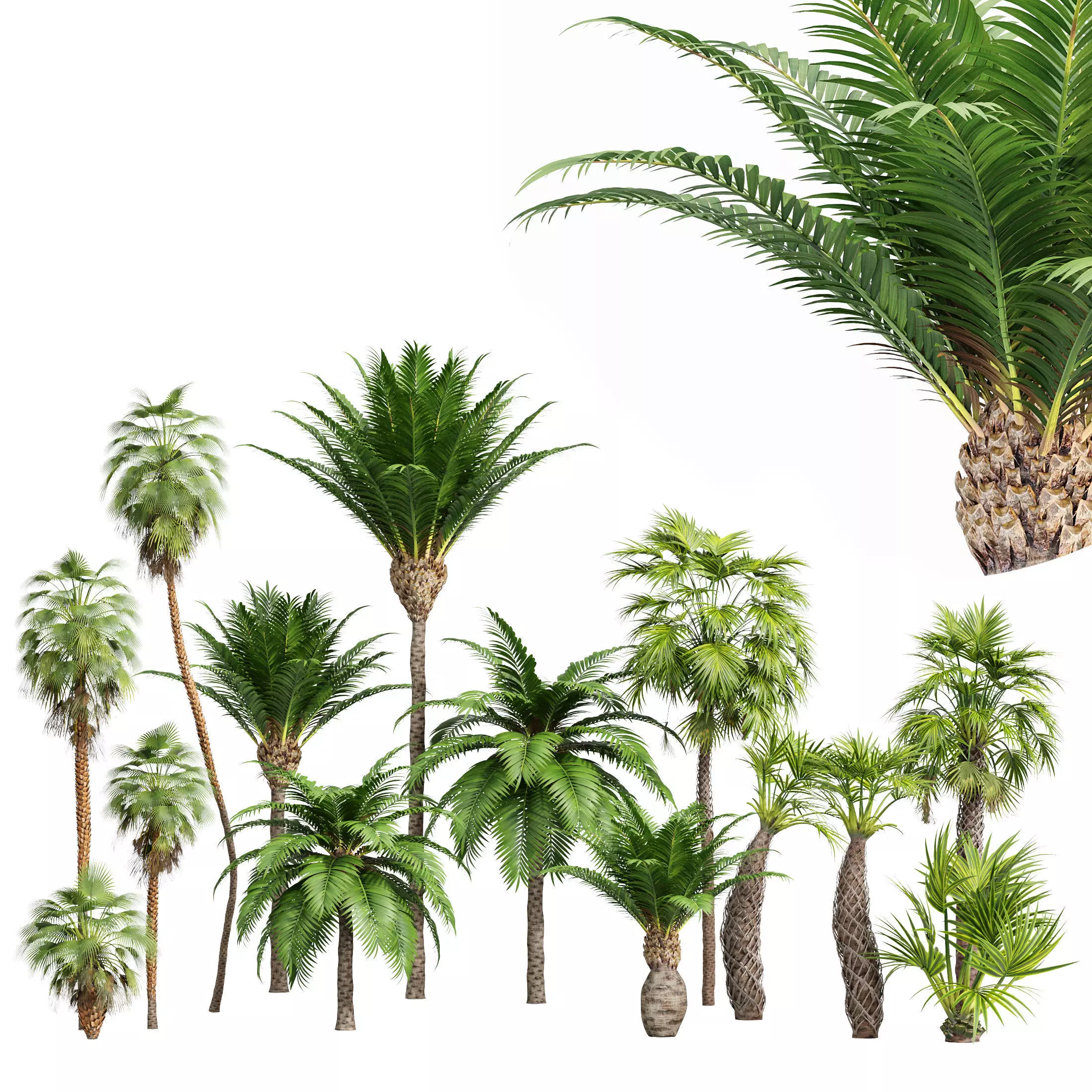 Mexican Fan Palm Canary Island Date Sabal Cabbage14 trees 3D model_0