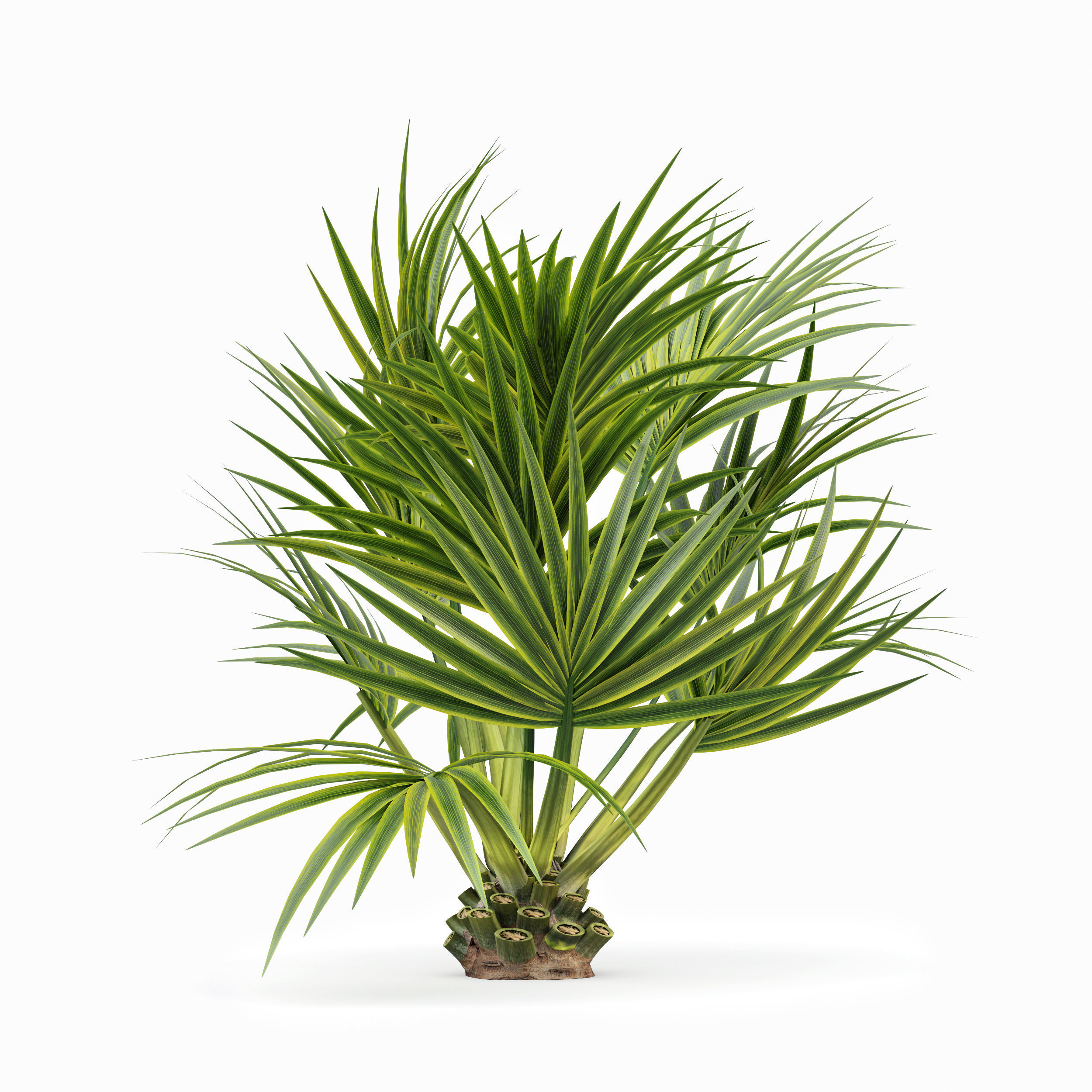 Mexican Fan Palm Canary Island Date Sabal Cabbage14 trees 3D model_5