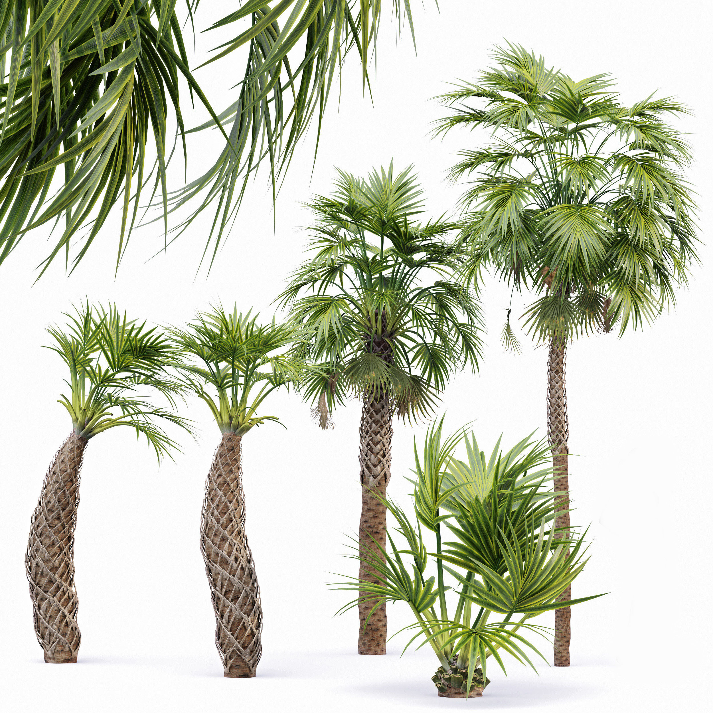 Mexican Fan Palm Canary Island Date Sabal Cabbage14 trees 3D model_1