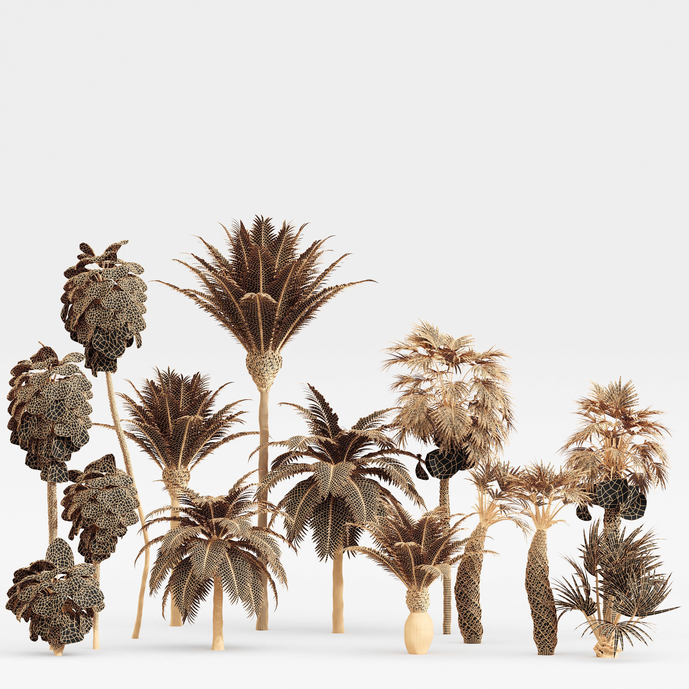 Mexican Fan Palm Canary Island Date Sabal Cabbage14 trees 3D model_6