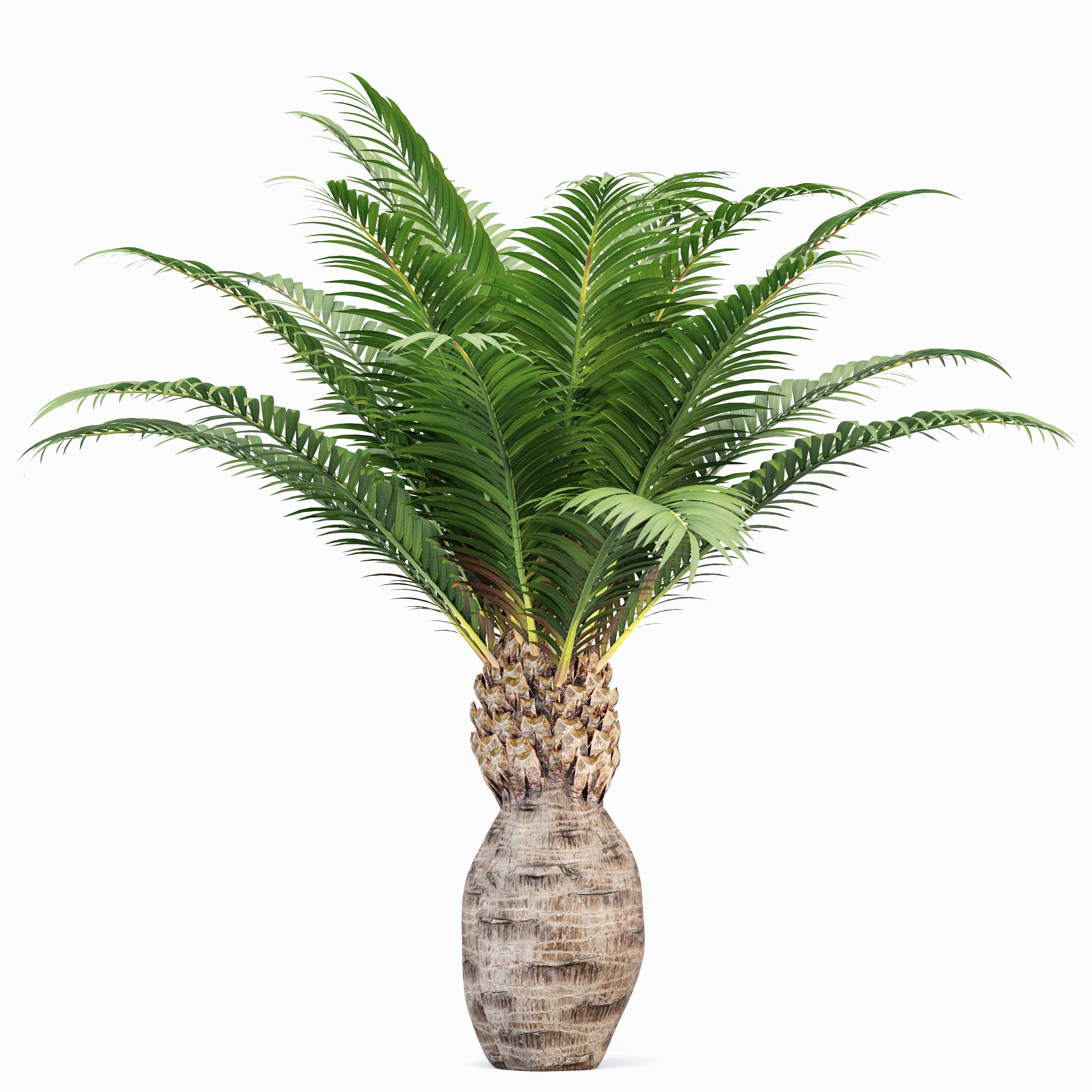 Mexican Fan Palm Canary Island Date Sabal Cabbage14 trees 3D model_2