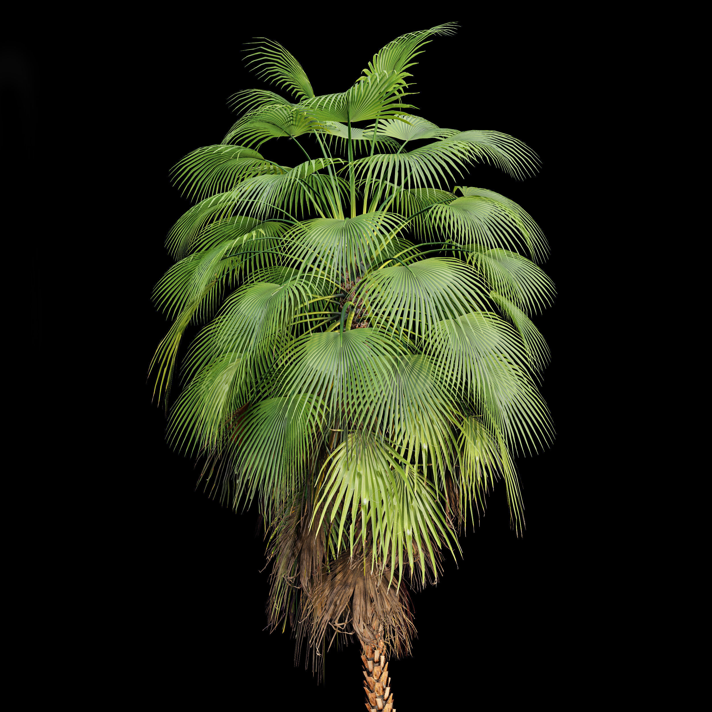 Mexican Fan Palm Canary Island Date Sabal Cabbage14 trees 3D model_4