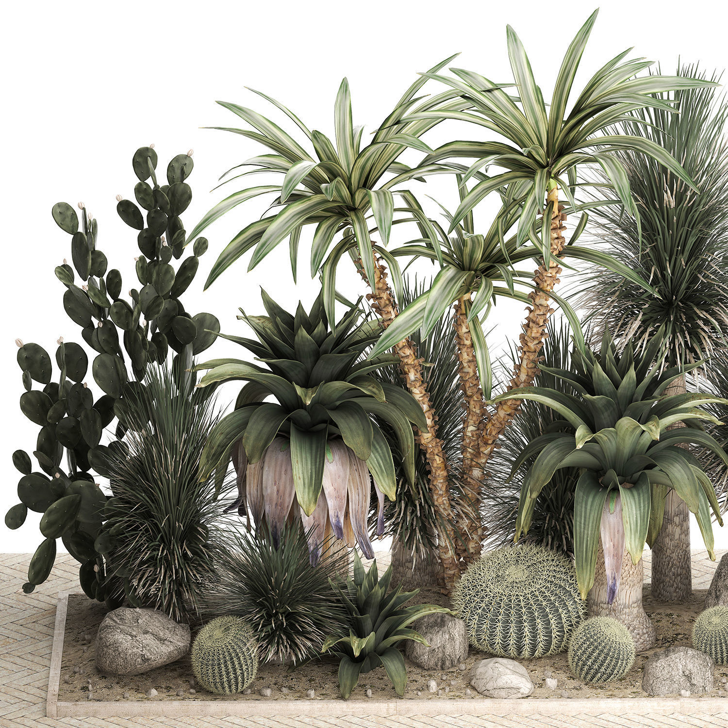 Collection of tropical desert plants cactus 1108 3D model_2
