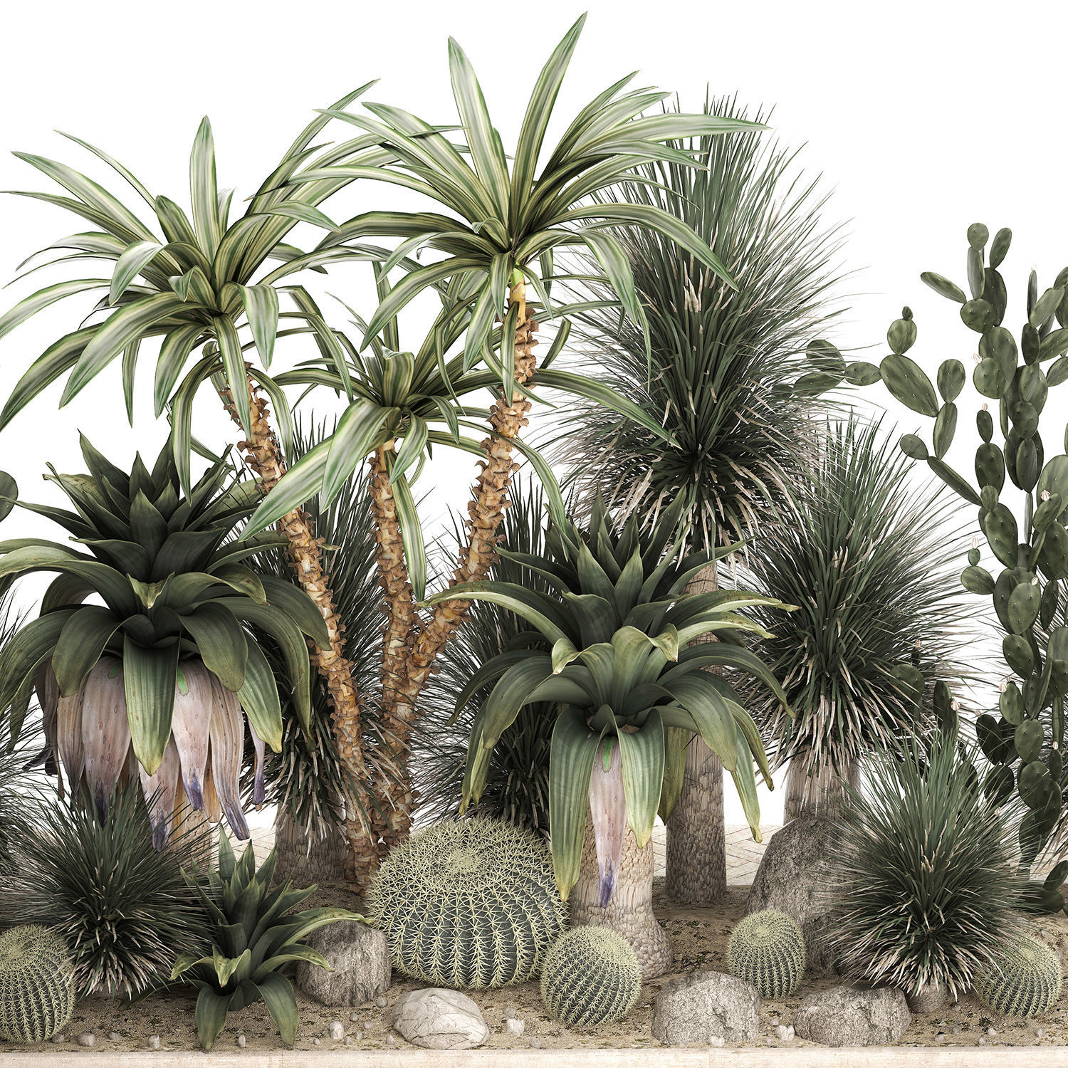 Collection of tropical desert plants cactus 1108 3D model_4