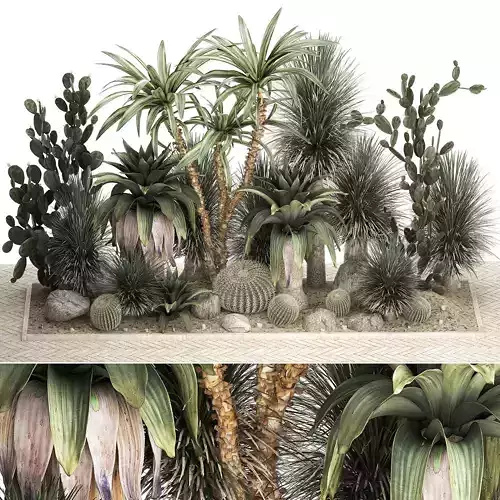 Collection of tropical desert plants cactus 1108 3D model