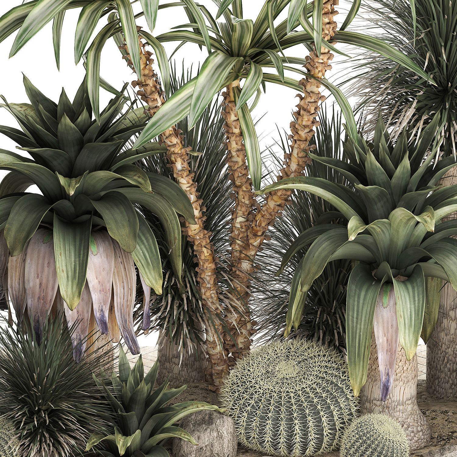 Collection of tropical desert plants cactus 1108 3D model_5