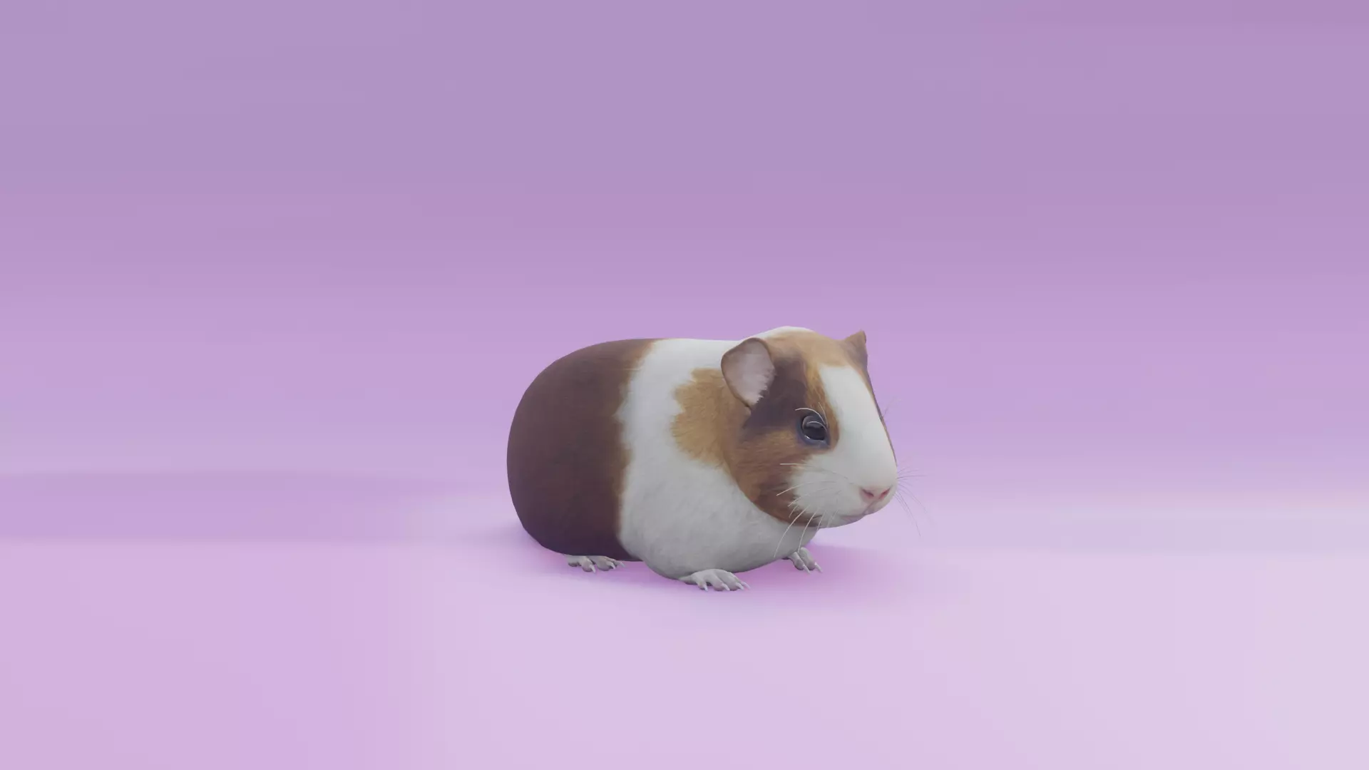 Guineapig animated 3D model 3D model_0