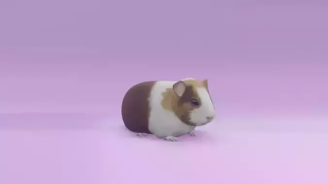 Guineapig animated 3D model 3D model