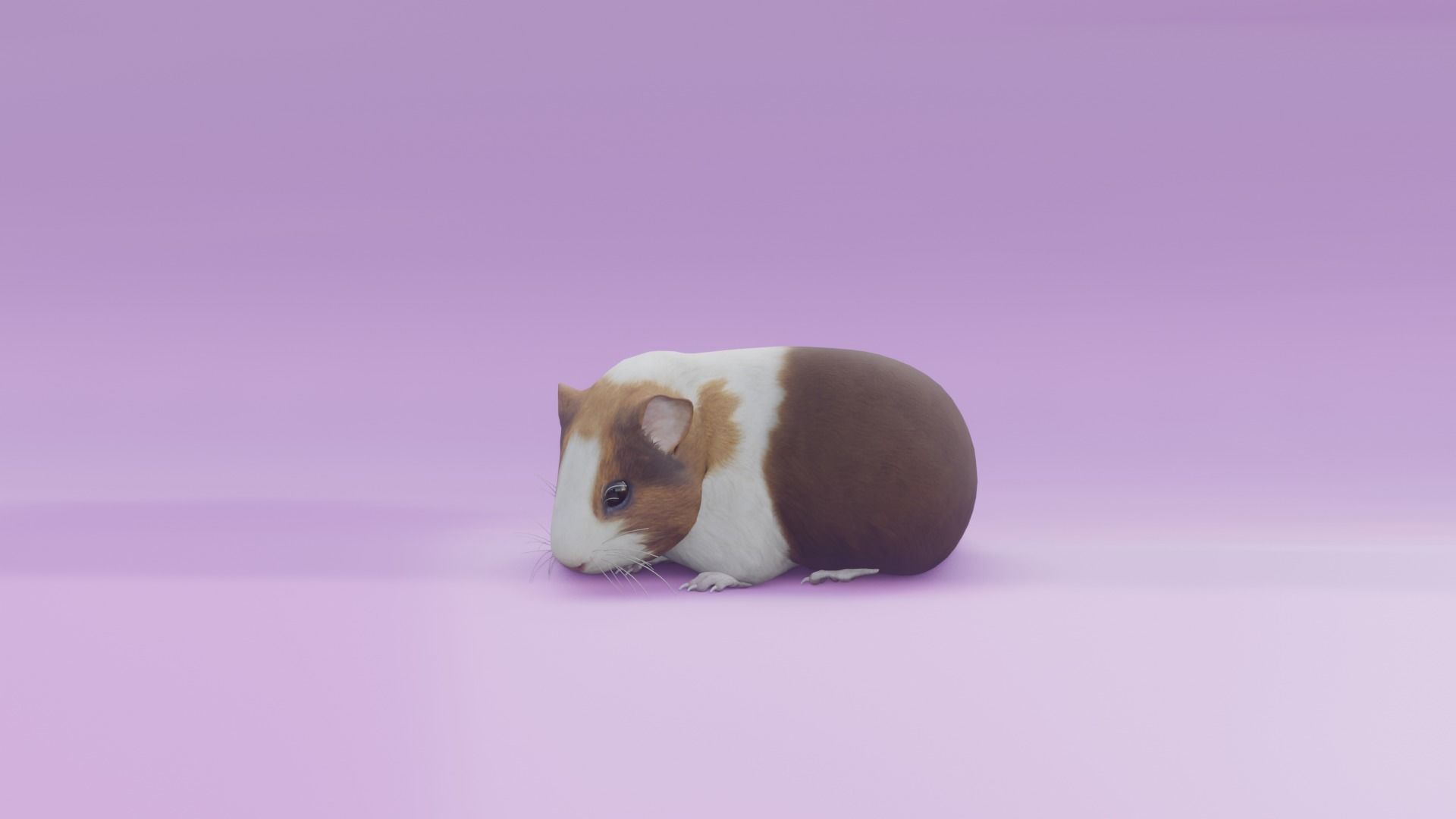 Guineapig animated 3D model 3D model_2