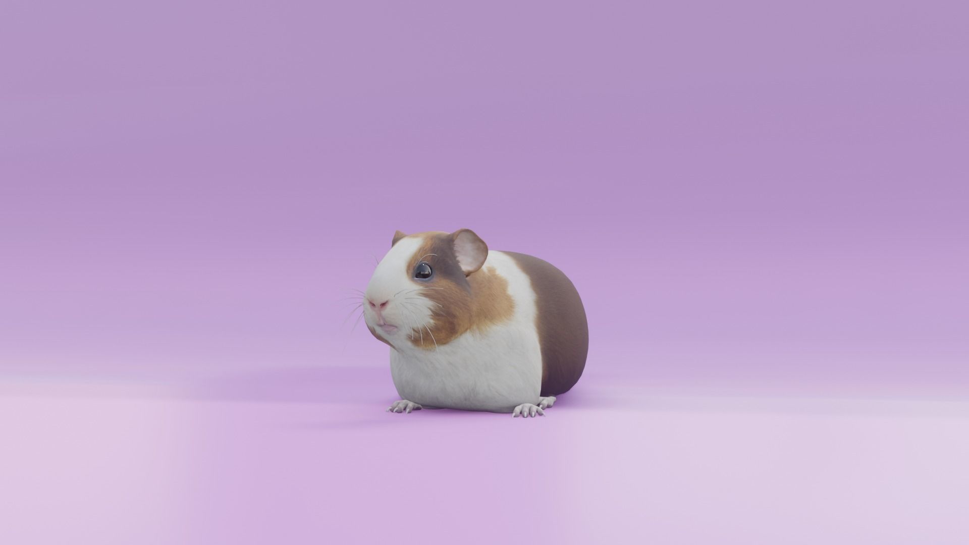 Guineapig animated 3D model 3D model_3