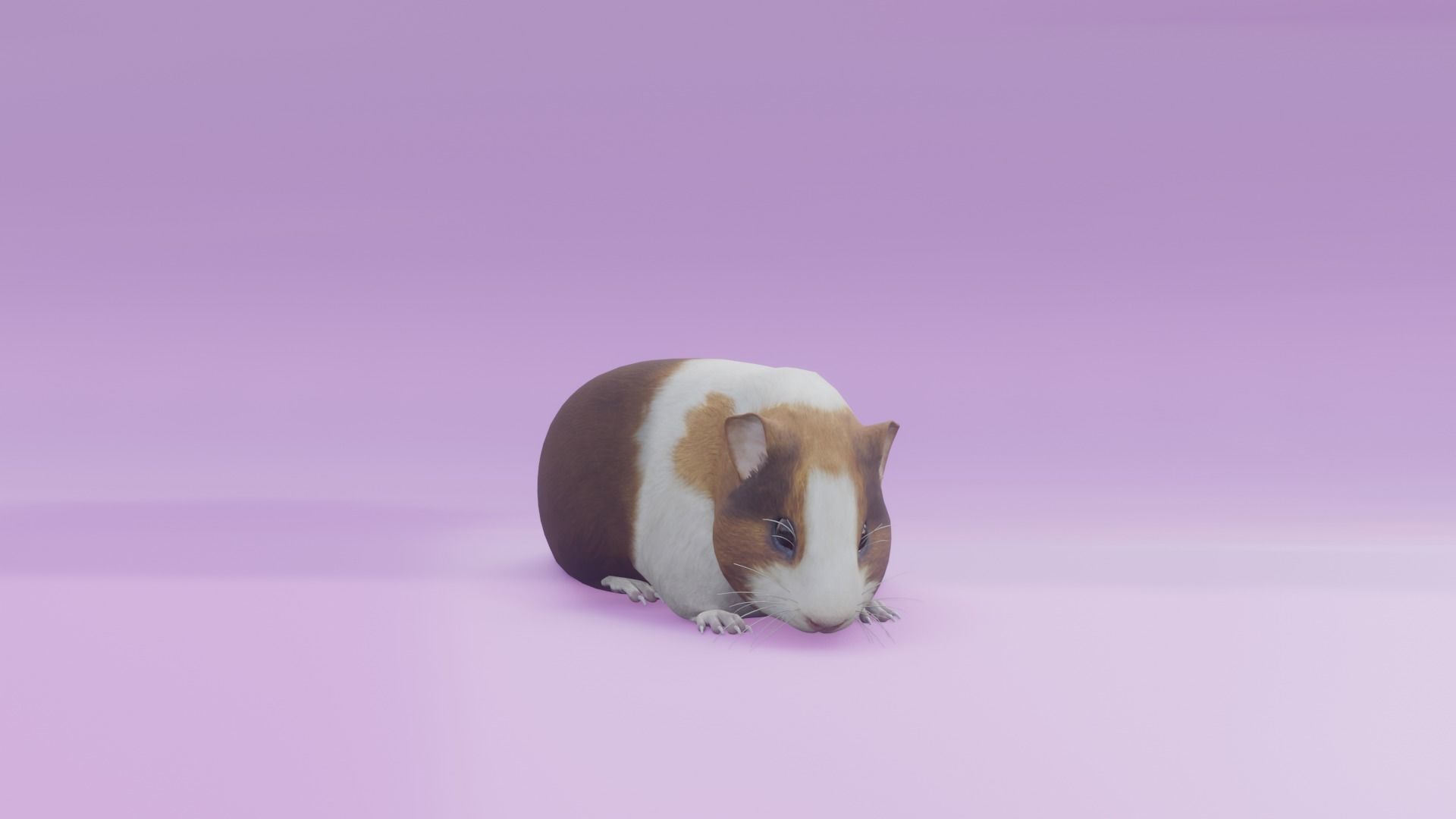 Guineapig animated 3D model 3D model_1