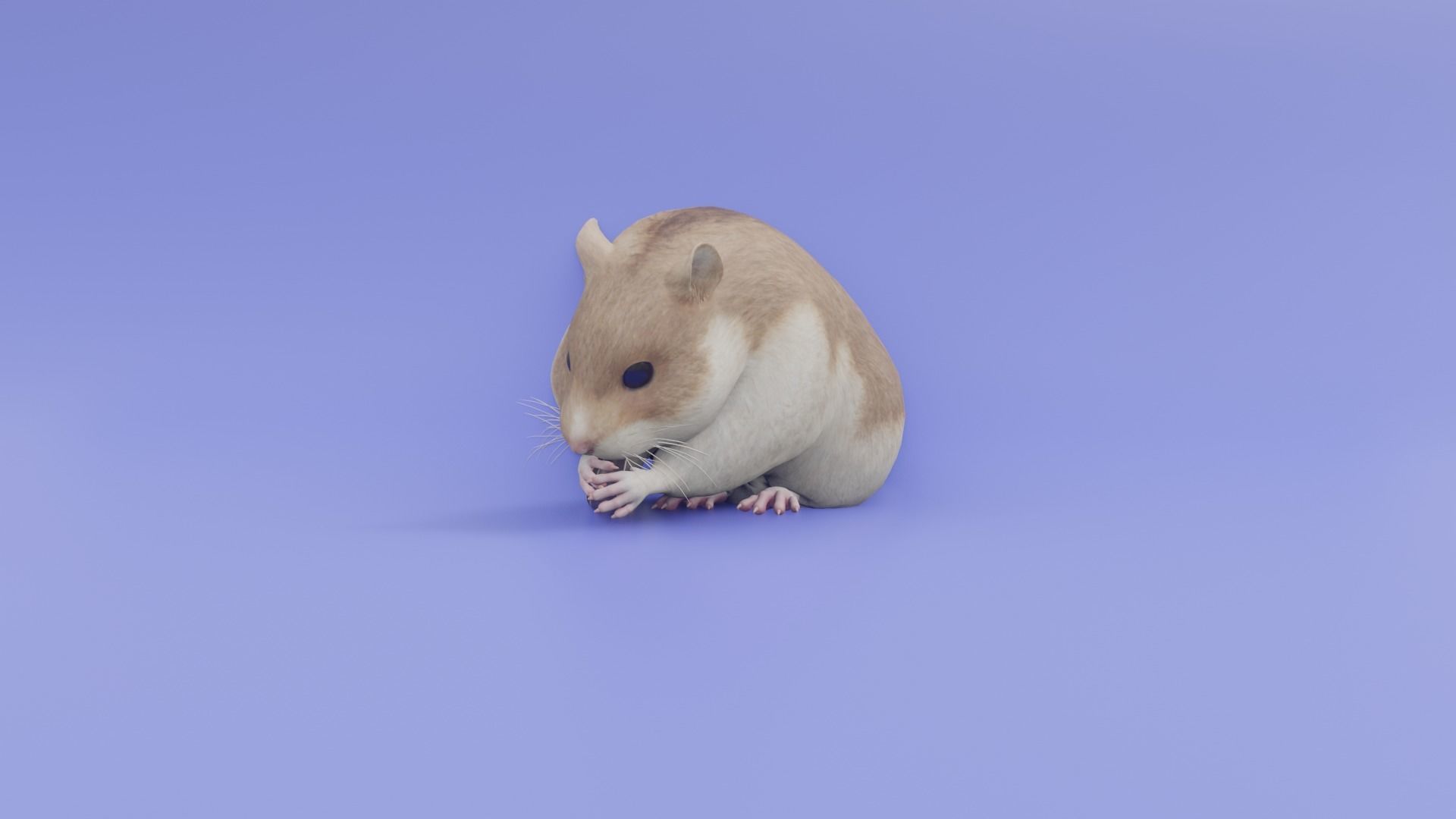 Hamster 3D animated model 3D model_2