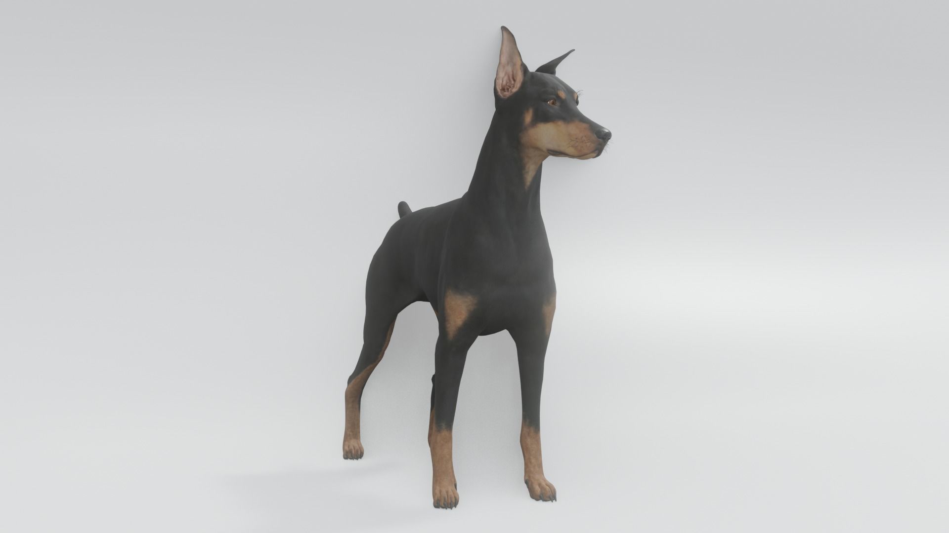 Doberman animated 3D model 3D model_1