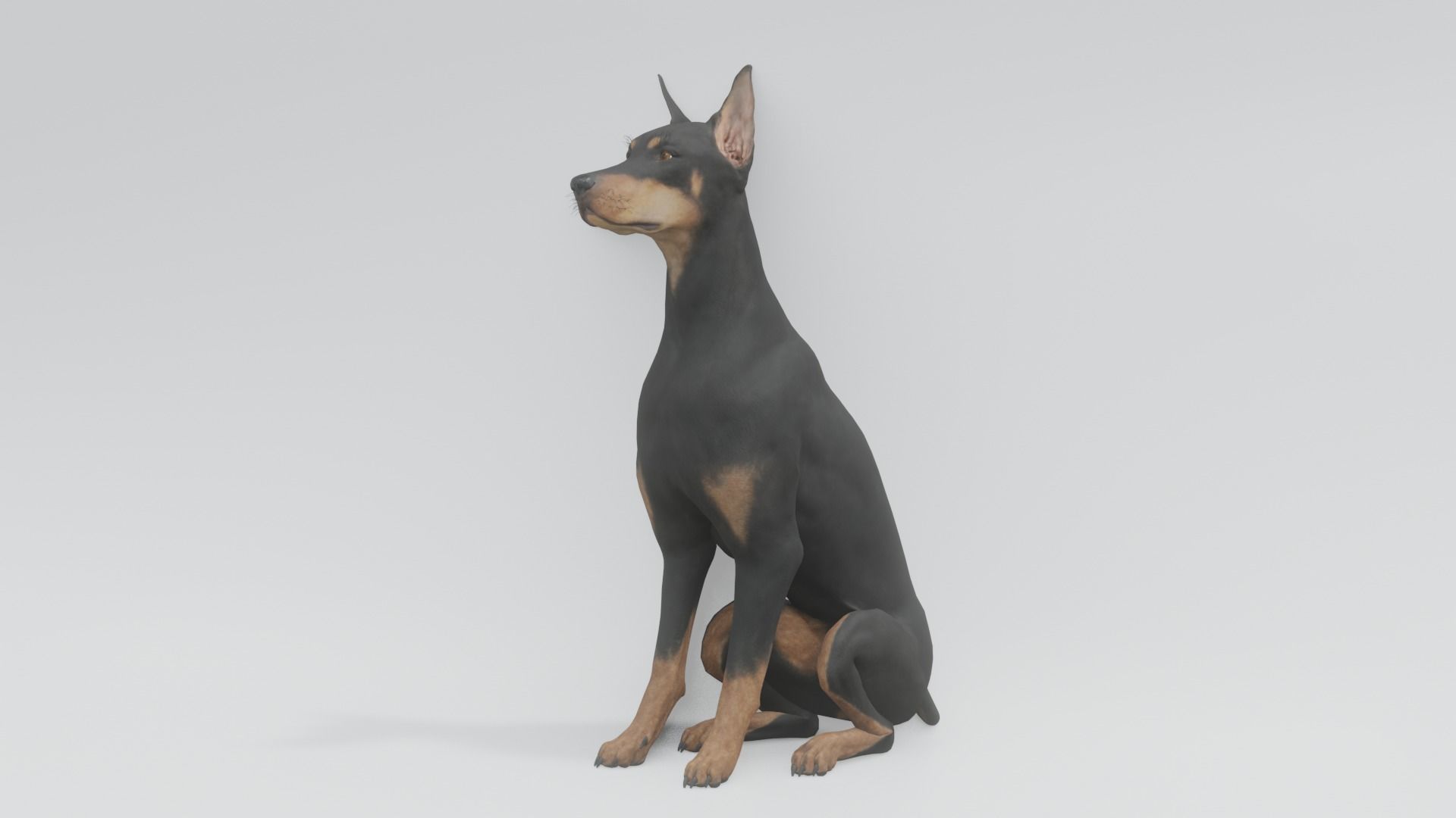 Doberman animated 3D model 3D model_2