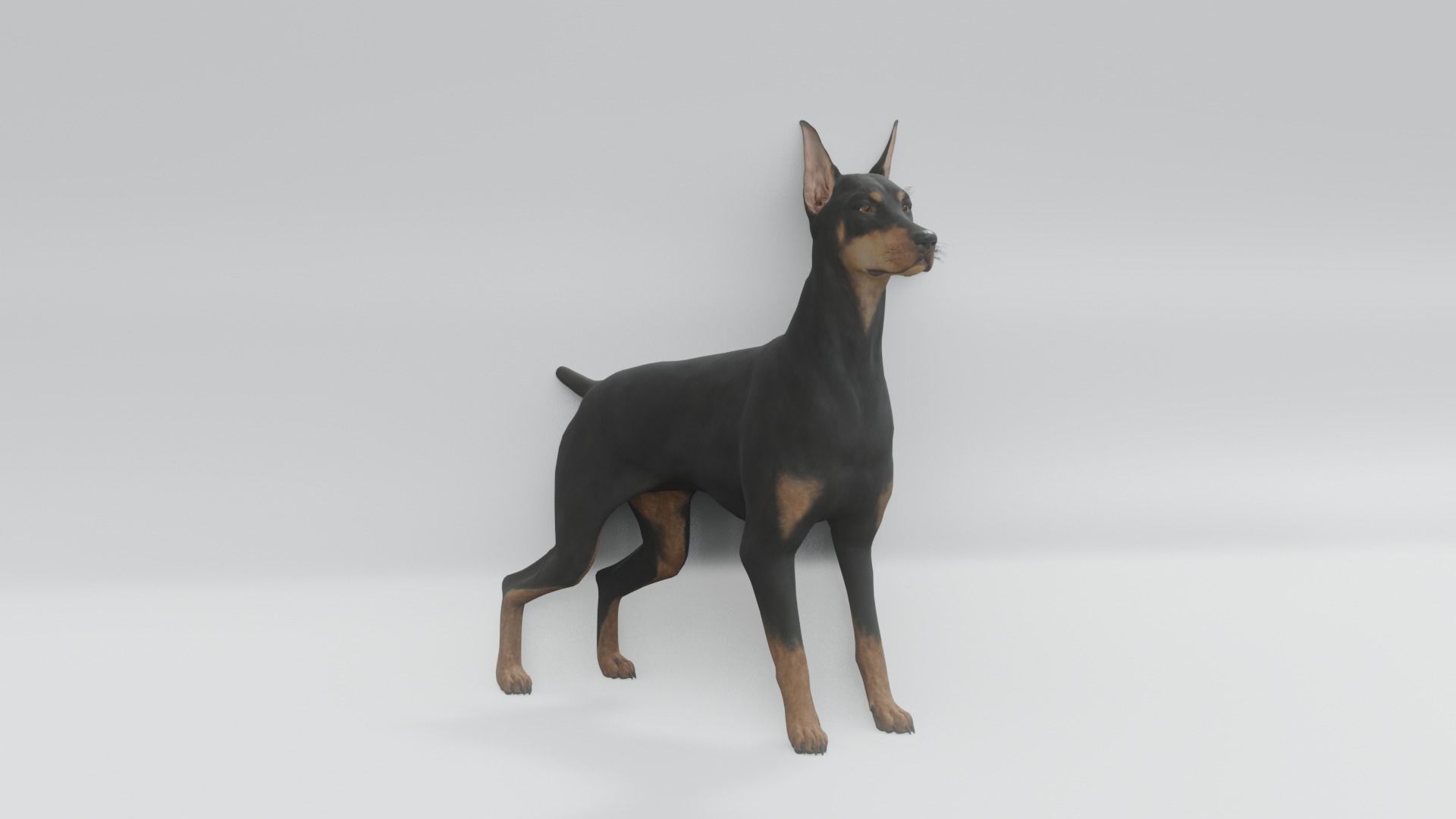 Doberman animated 3D model 3D model_3