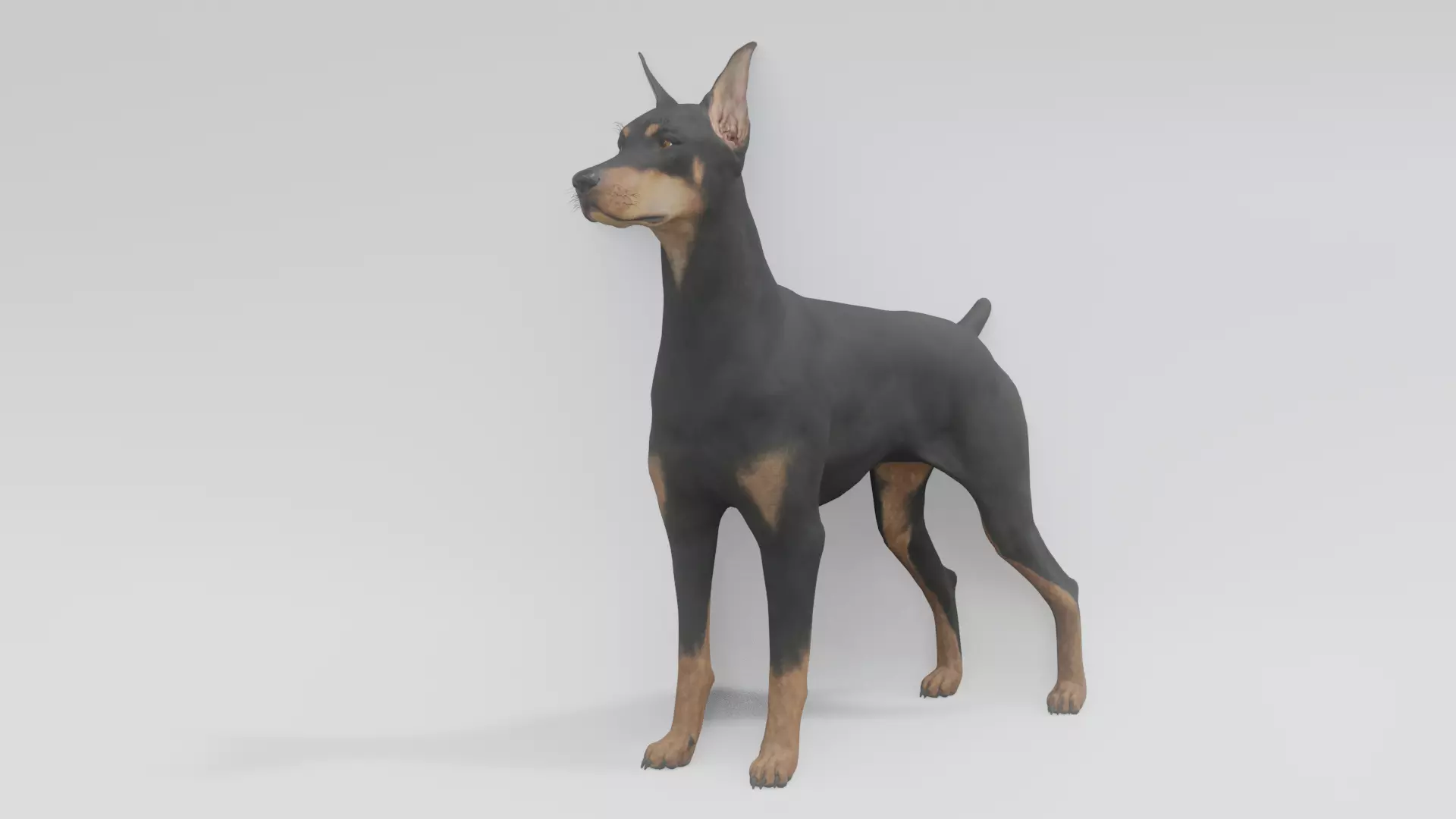 Doberman animated 3D model 3D model_0