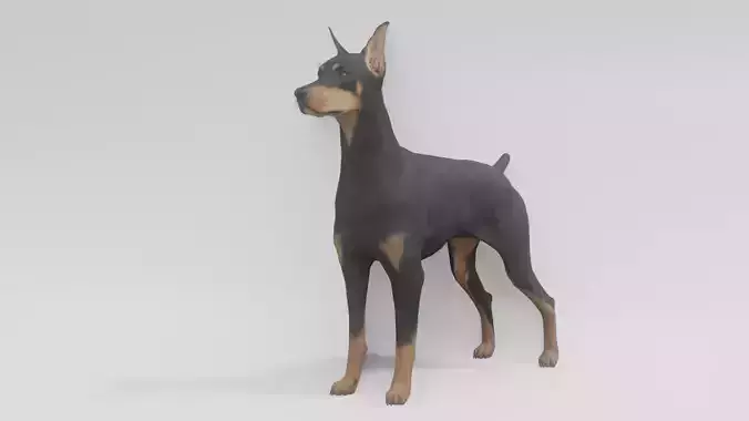 Doberman animated 3D model 3D model