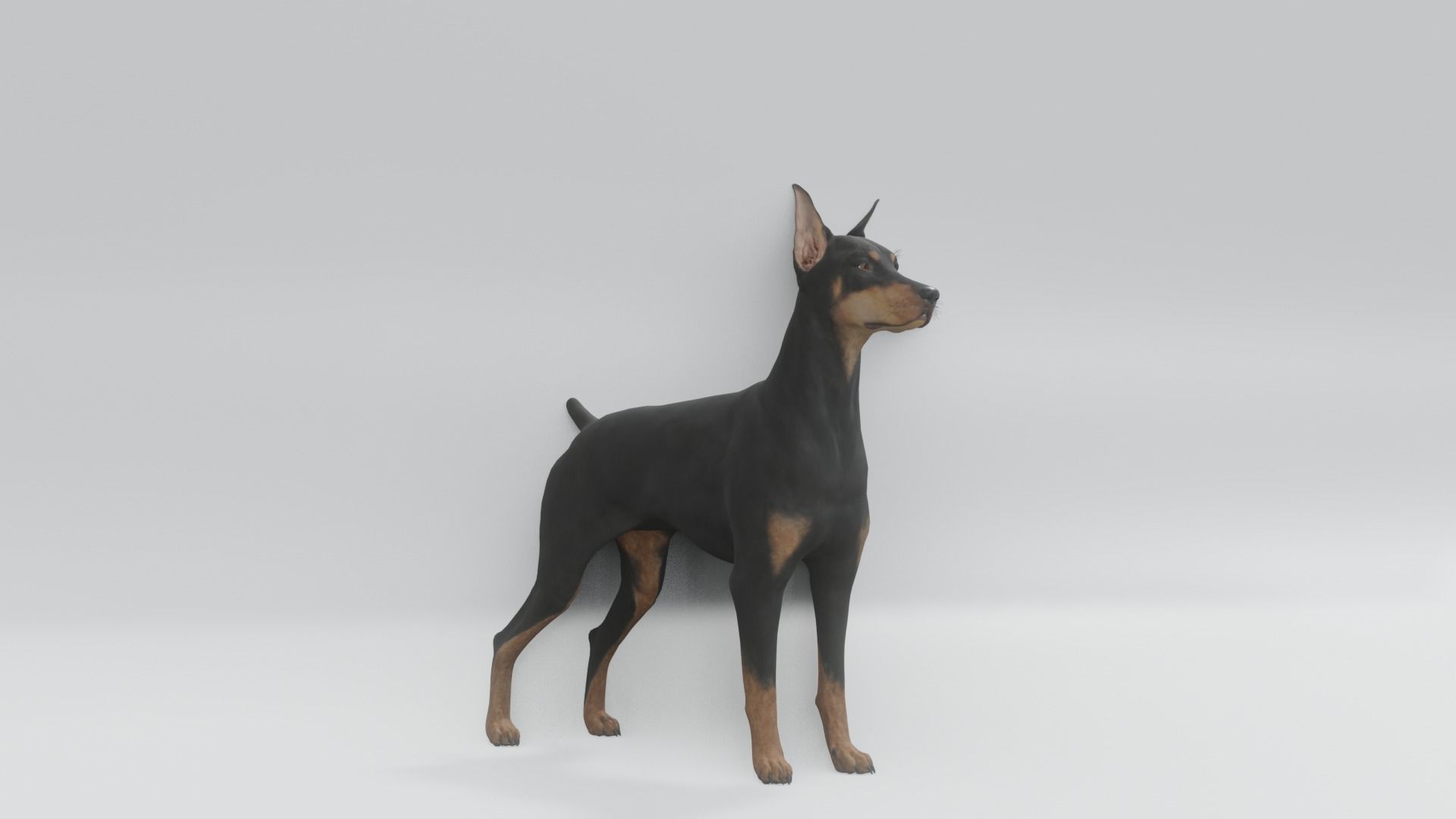 Doberman animated 3D model 3D model_4