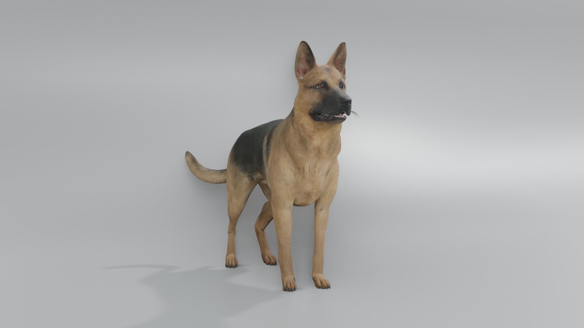 GermanShepherd 3D animated 3D model_4