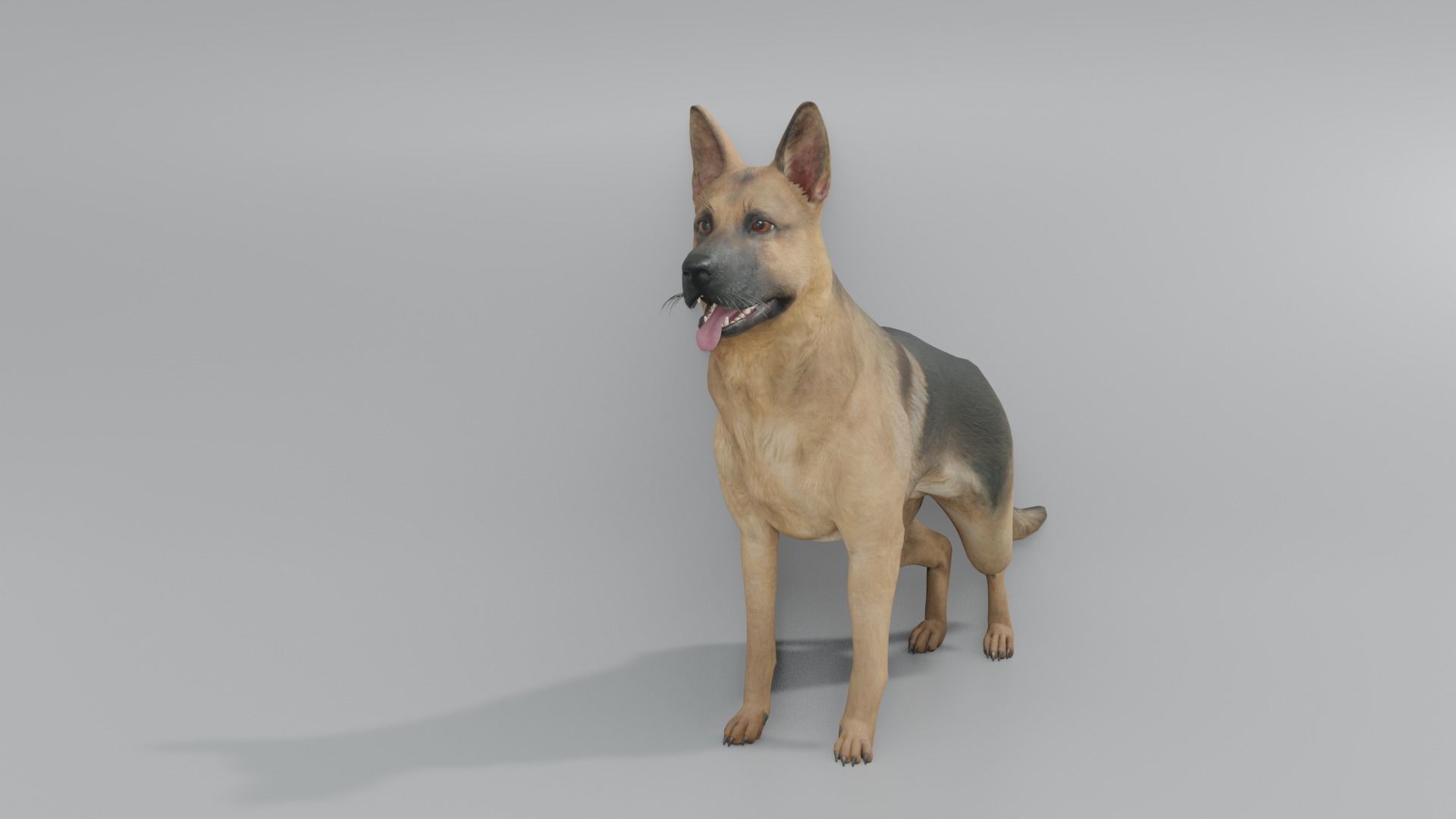 GermanShepherd 3D animated 3D model_2