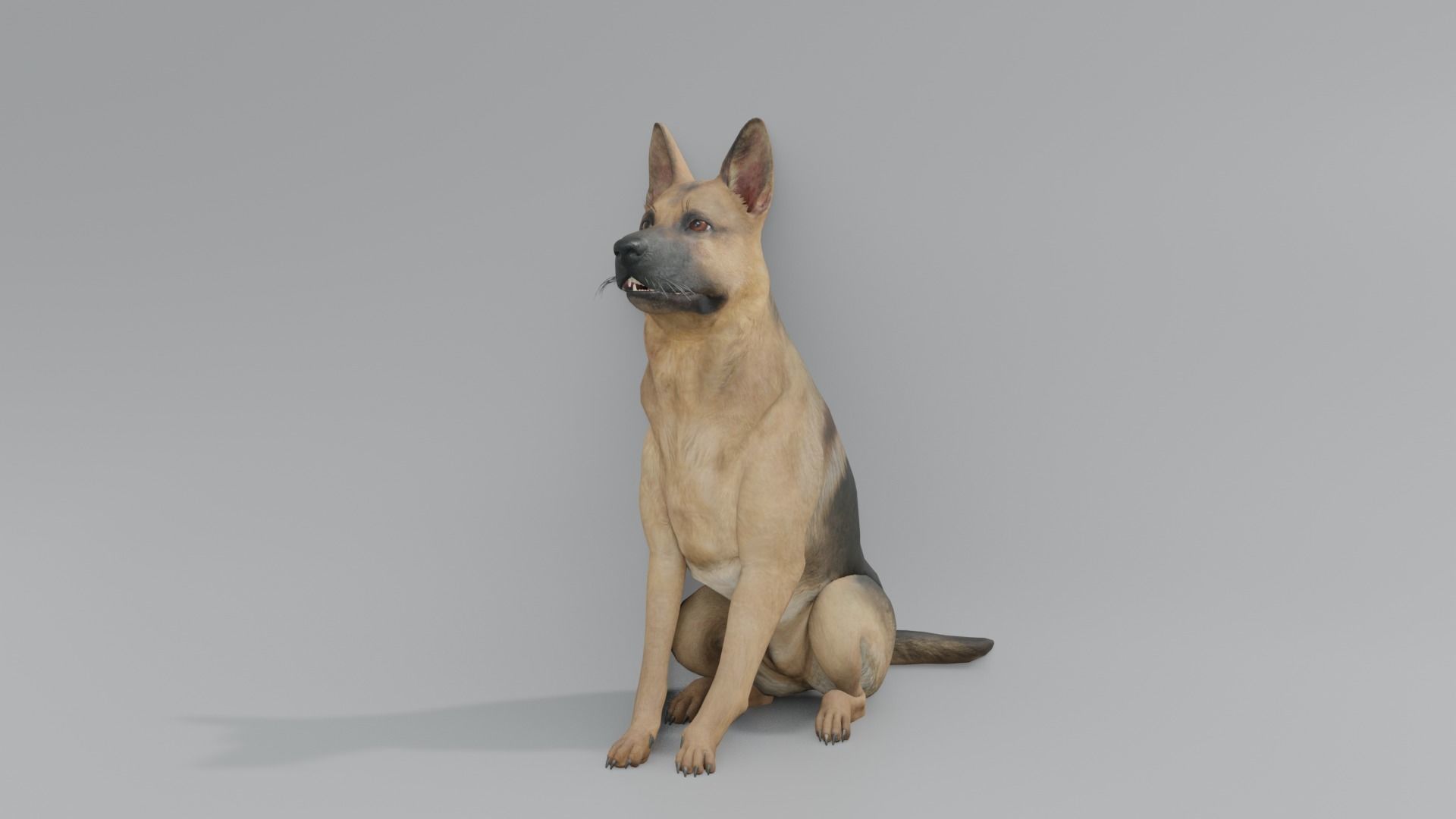 GermanShepherd 3D animated 3D model_1