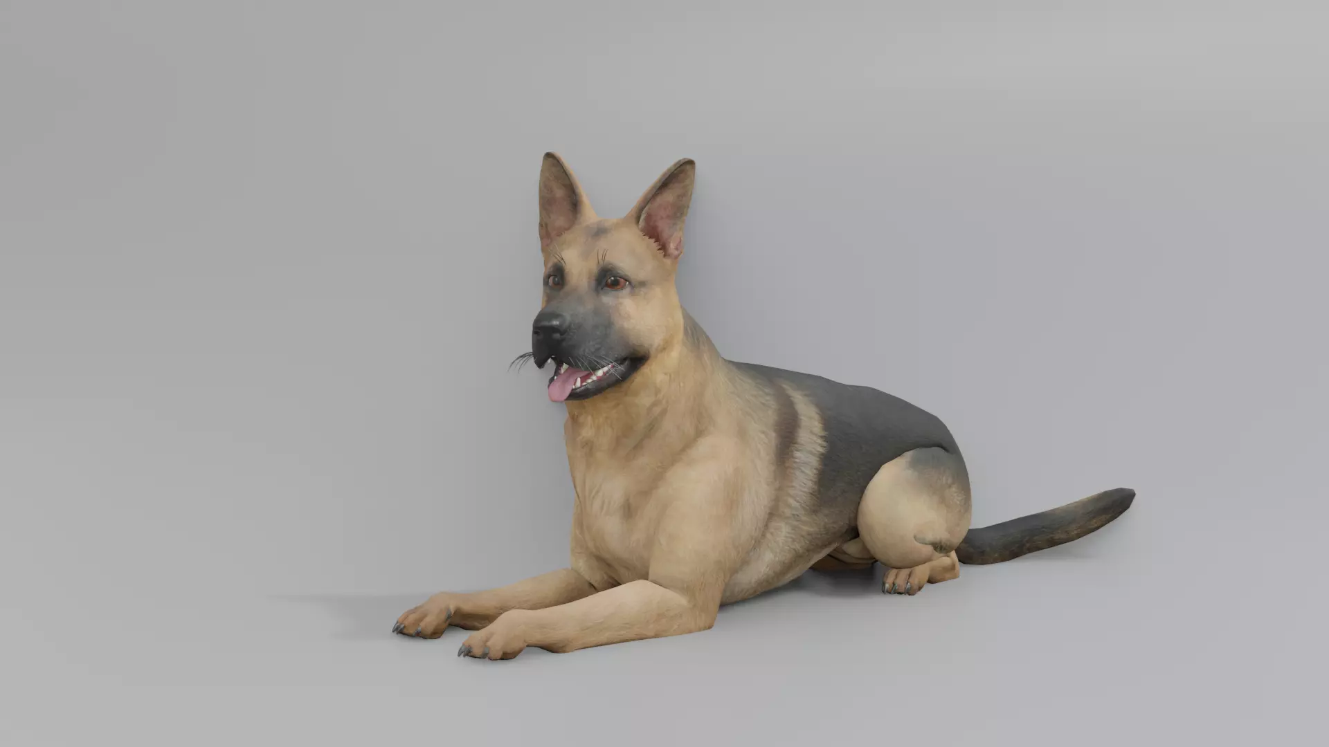 GermanShepherd 3D animated 3D model_0